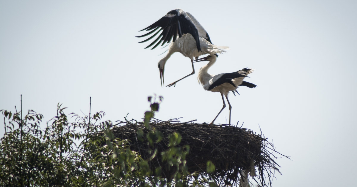 Hargita megye a gólyák otthona
