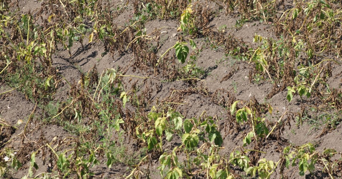 Az aszály nemcsak a mezőgazdaságot, a lakosságot is fenyegeti