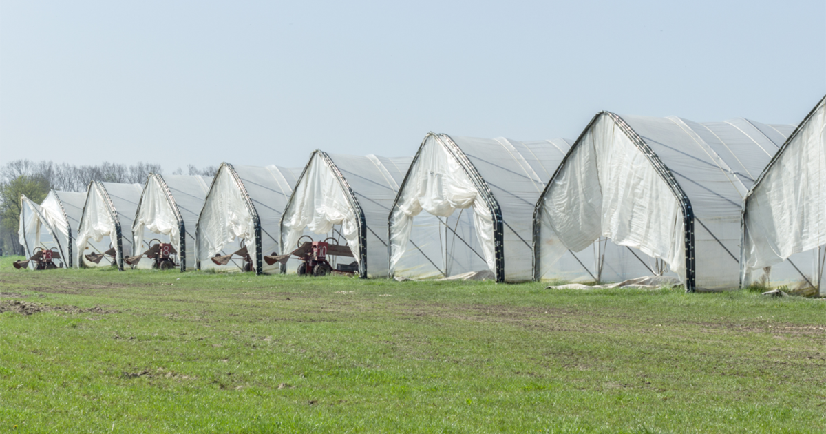 Támogatják az üvegházas zöldségek termesztőit