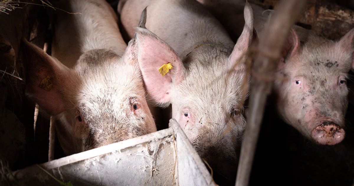 A hatóság fellép a feketézőkkel szemben
