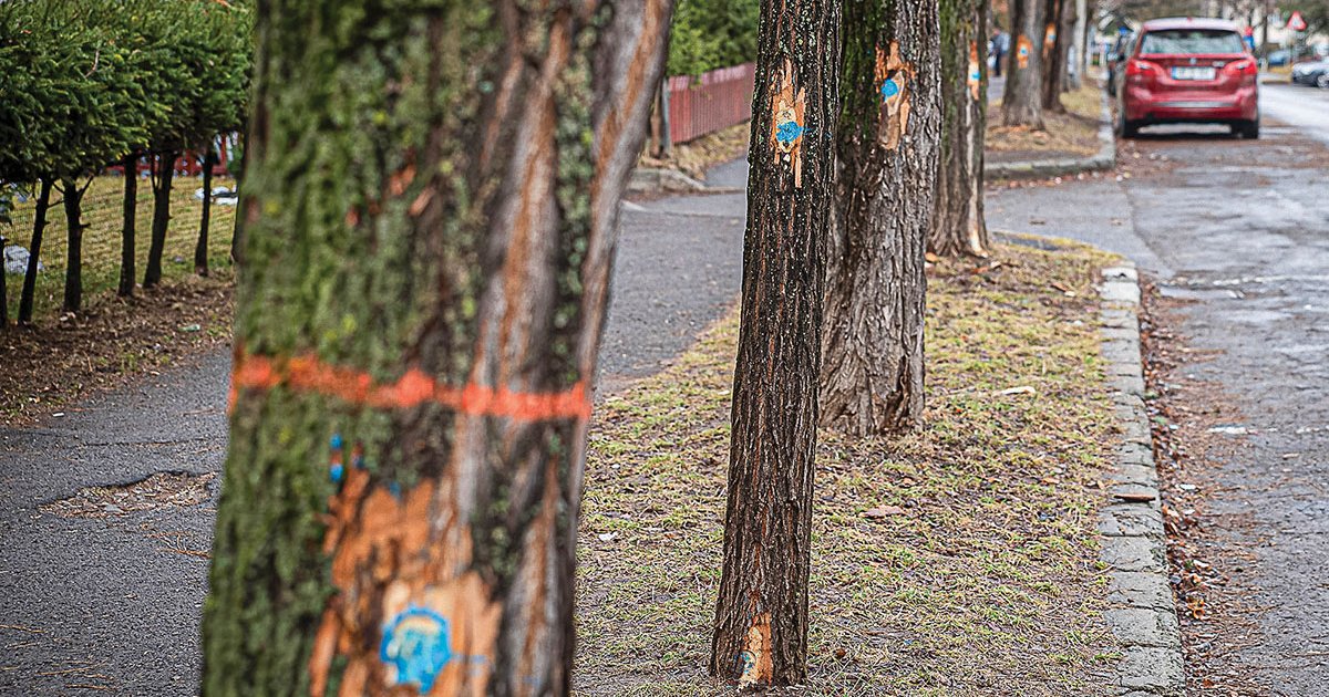 Útmutató városi fanyűvőknek