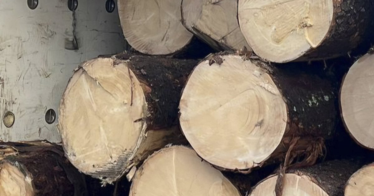 Tizenkét köbméternyi fűrészrönköt foglaltak le