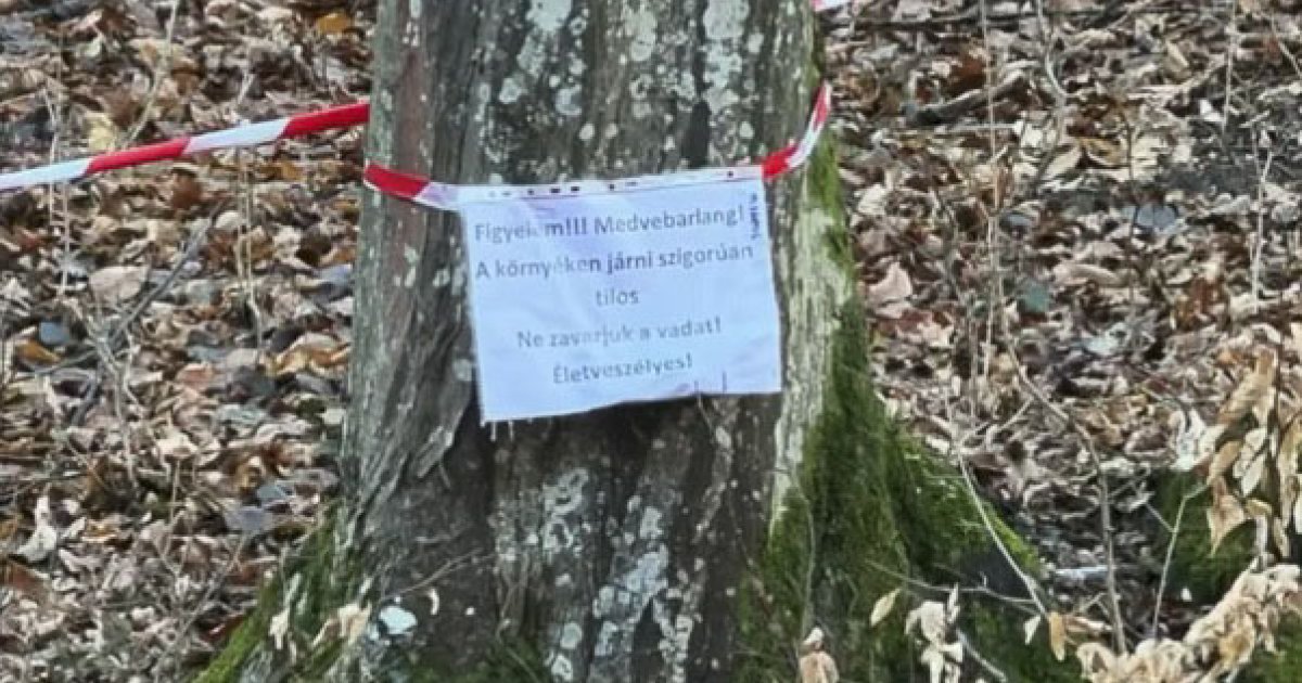 Térfigyelő kamera a sóskúti medvének