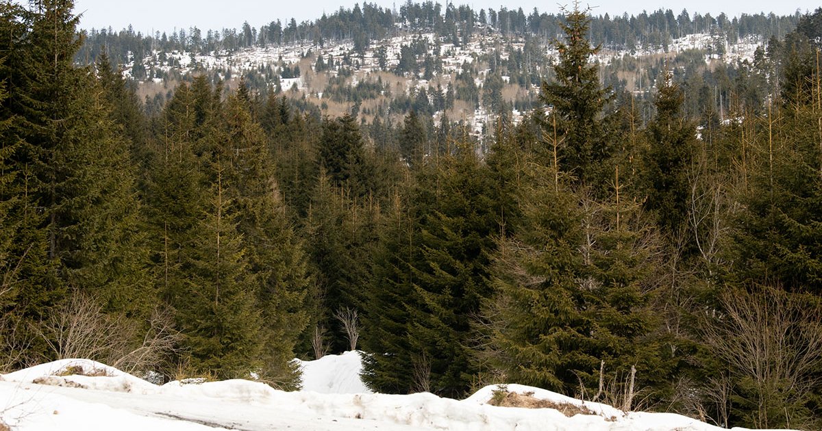 Így léptek fenyvesek a lombhullató erdők helyére
