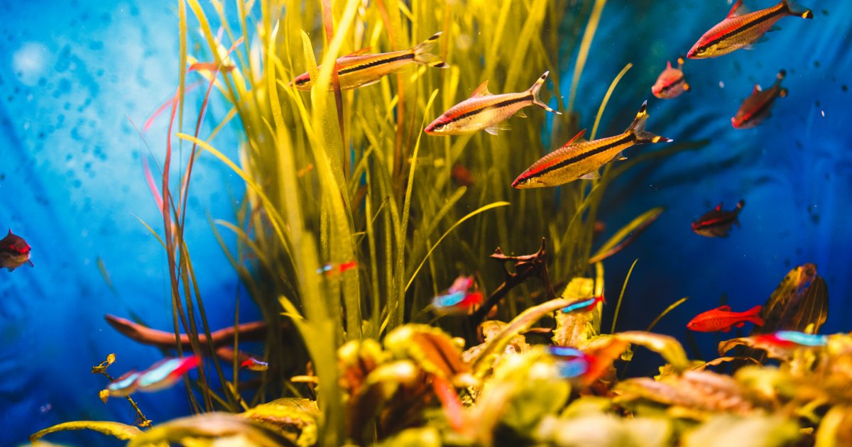 Útmutató akváriumválasztáshoz