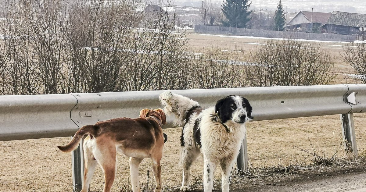 A pénz beszél, a kutya… marad