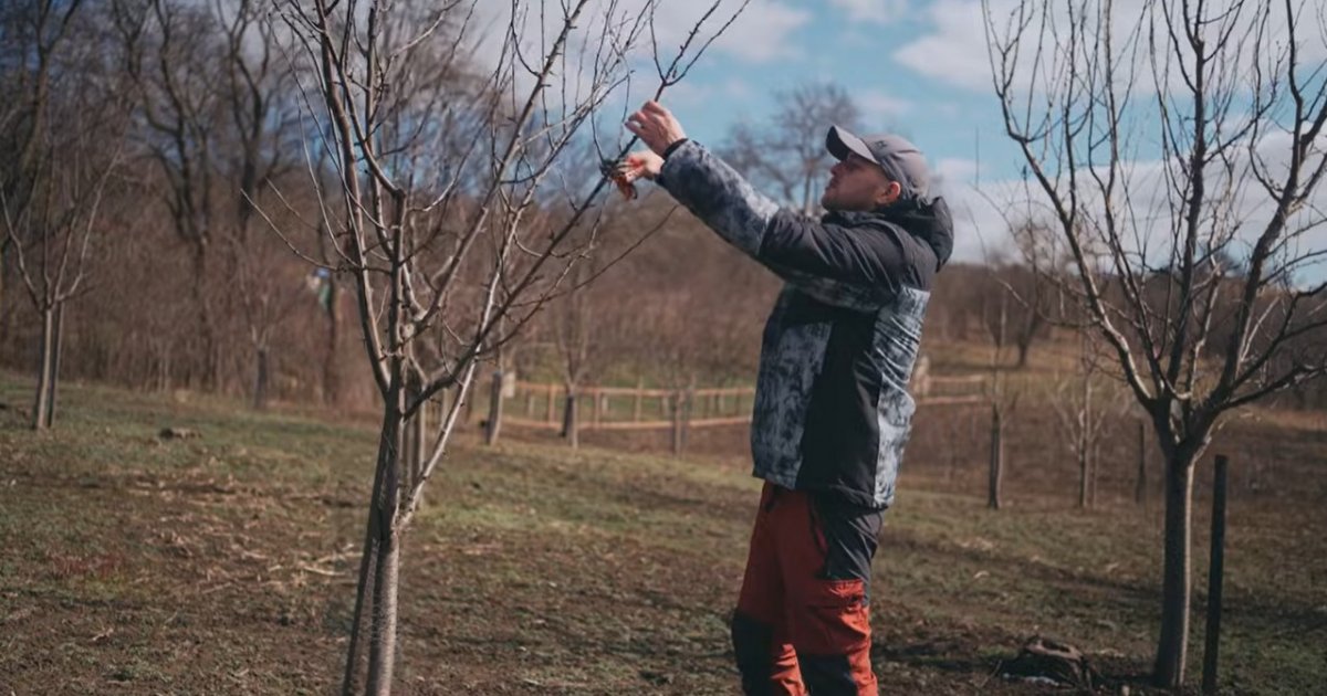 Tavaszi fametszés – mikor, hogyan és miért fontos?