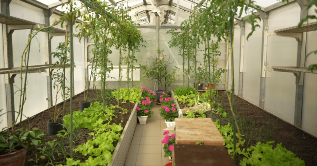 Palántanevelés tavasszal: tippek és szakmai tanácsok egy helyen