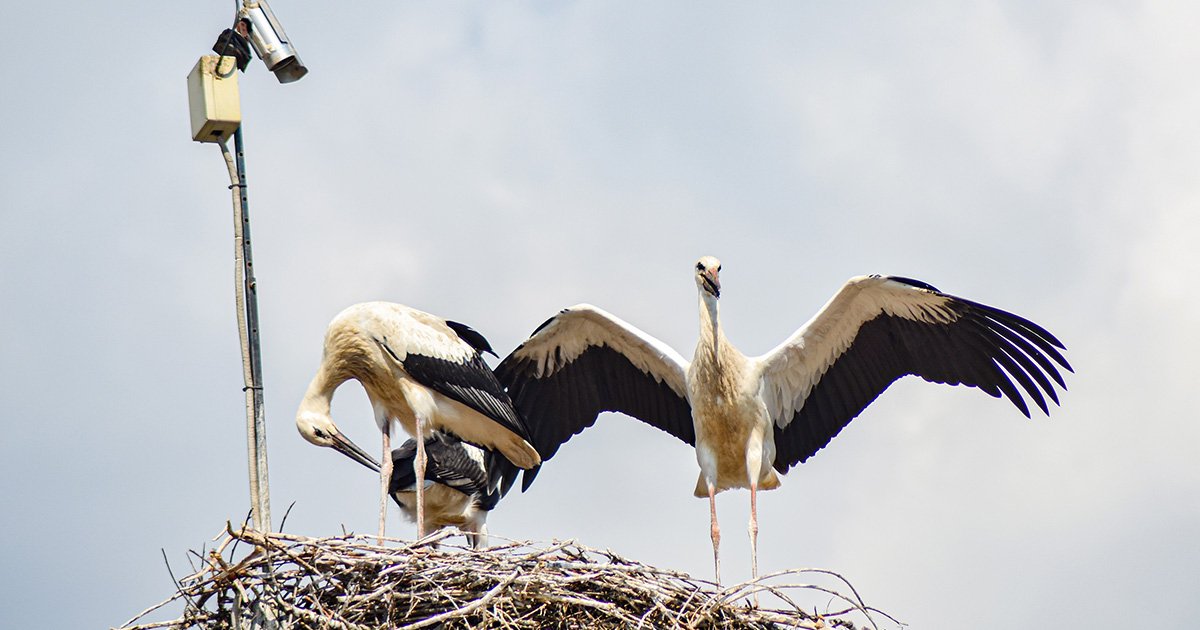 Kelepelés Hargitától Afrikáig