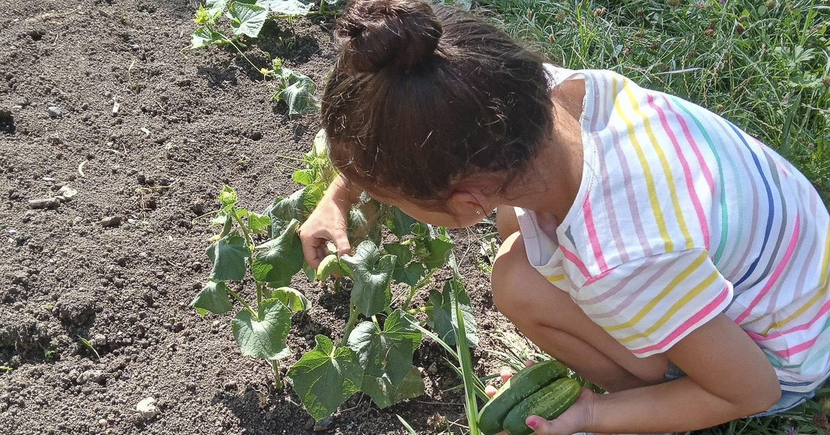 Rekordrészvétel a Kiskertész programban