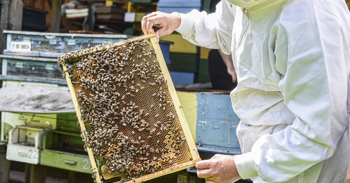 Növekvő költségek, alacsony mézárak