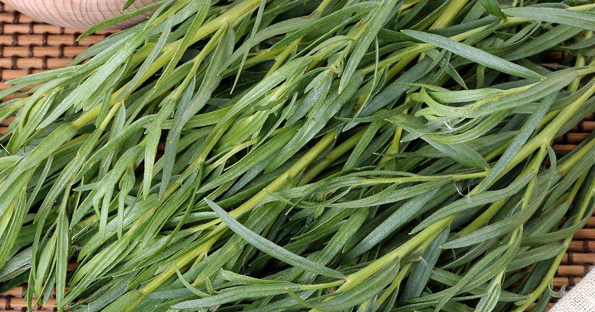 Artemisia dracunculus