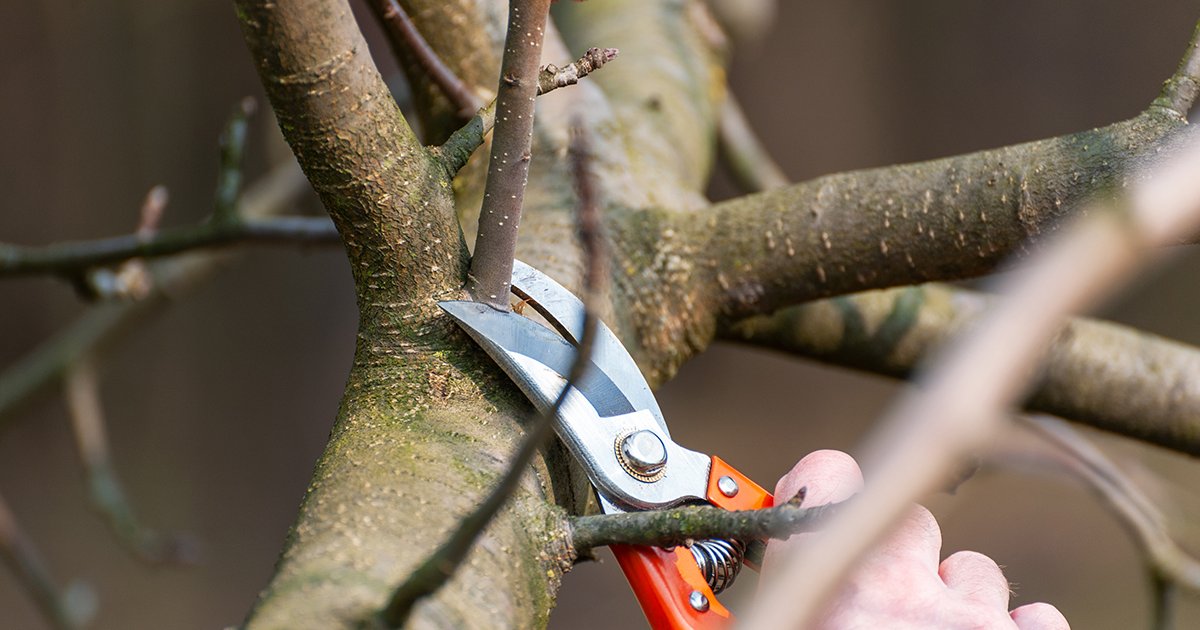 Útmutató tavaszi fametszéshez