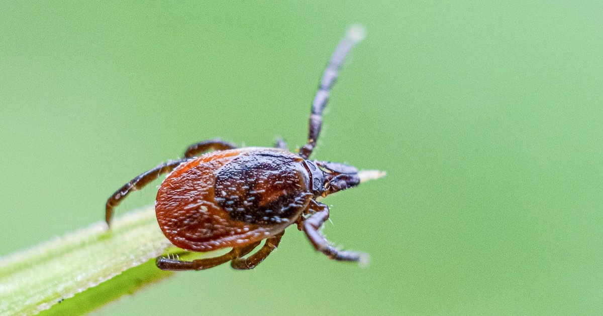 Kullancs és vércsoport