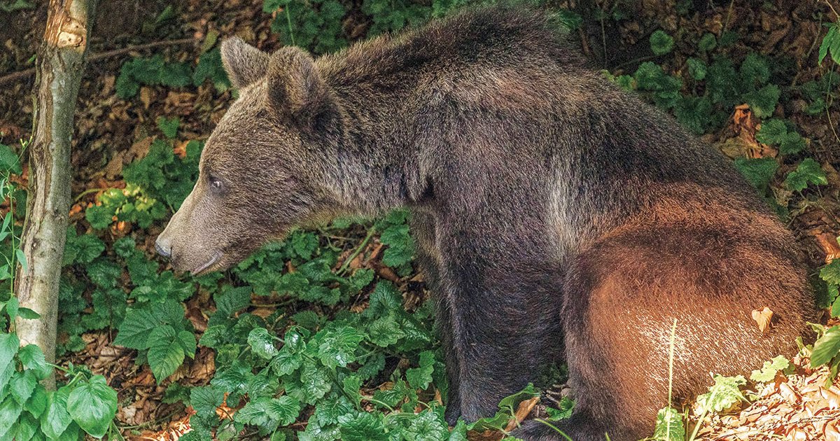 Vakrandi egy medvével