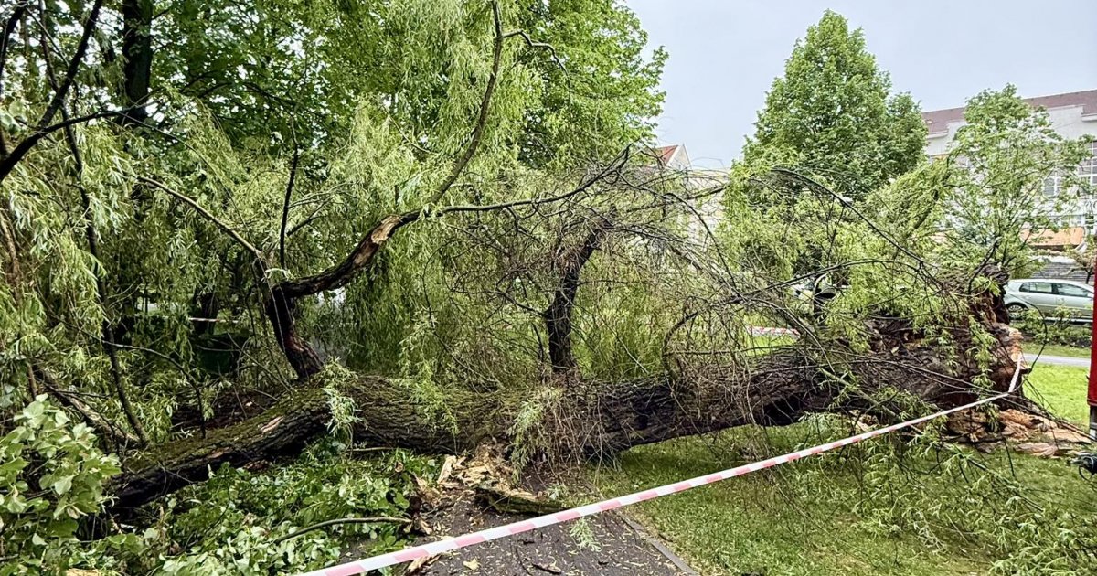 Kicsavart a szél egy fát a központi parkban