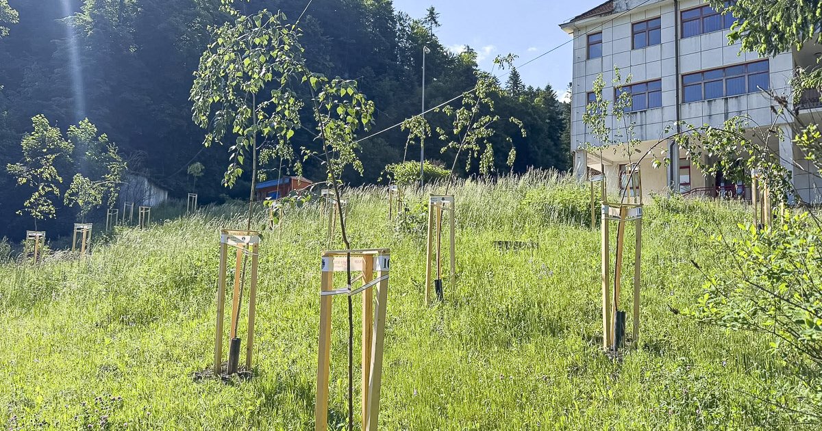 Támogatásból ültettek új fákat Tusnádfürdőn