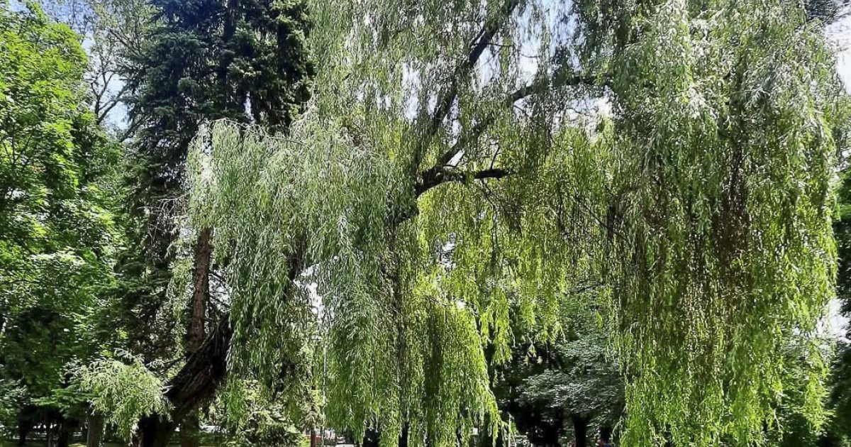 Fákat vágnak ki a központi parkban