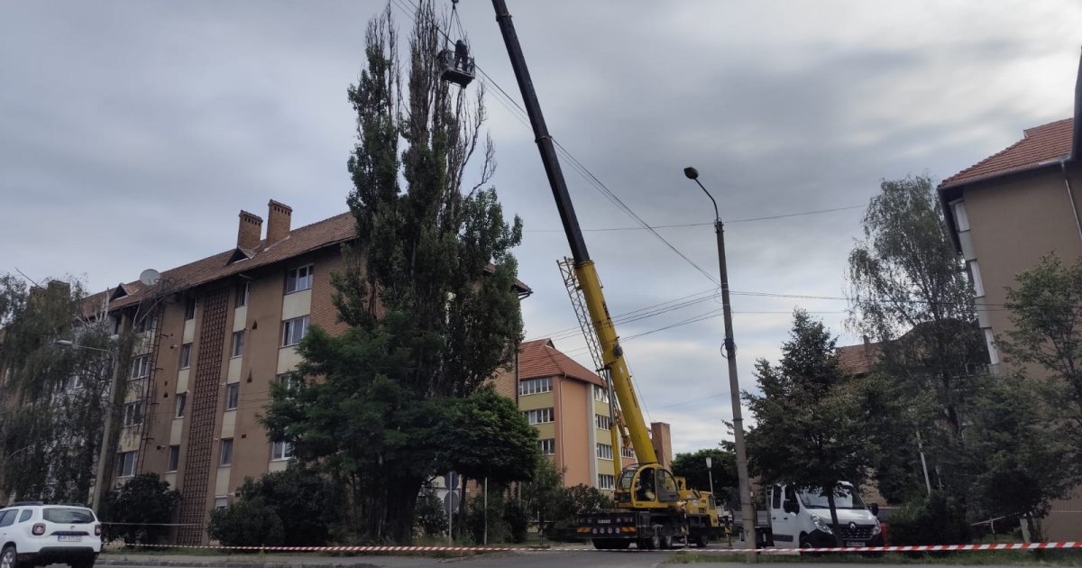 Nyesik, de számon is tartják a csíkszeredai fákat