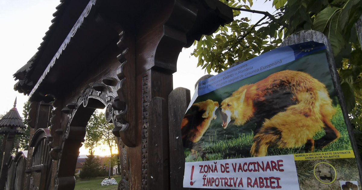Sebzéstől az elhullásig – amit a veszettségről tudni kell