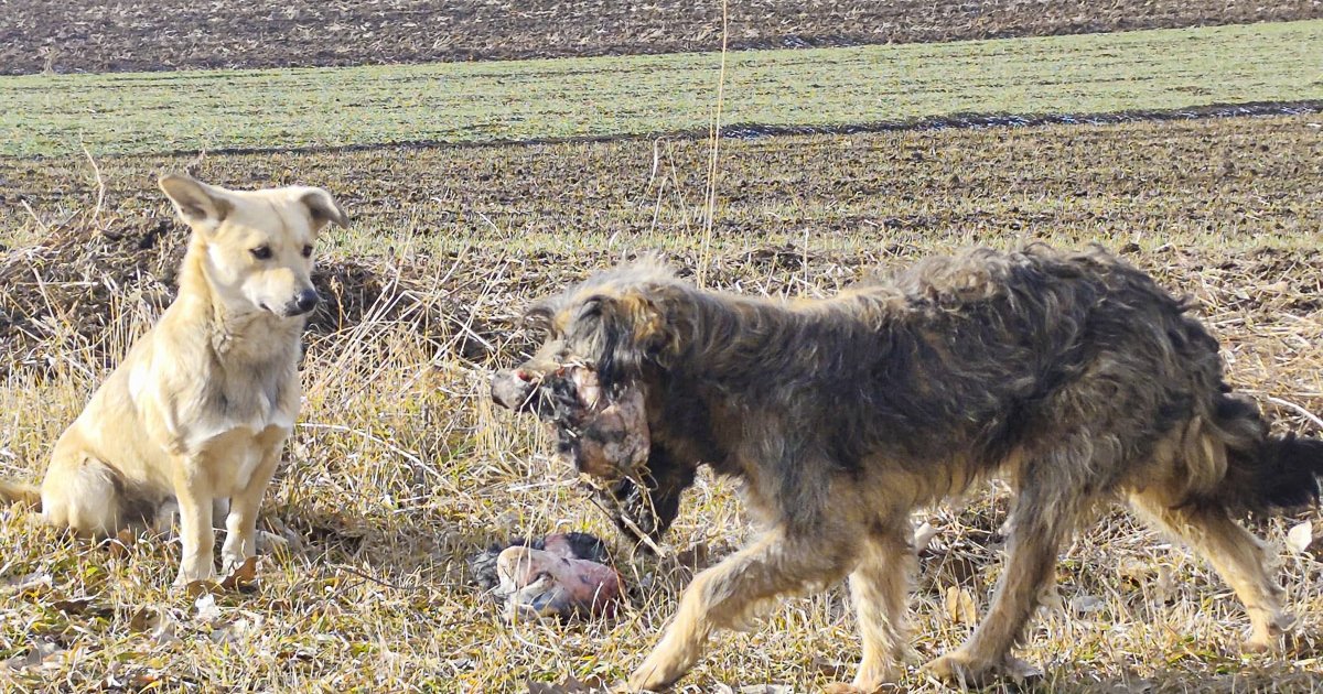 126 kóbor kutyát fogtak be Csíkszeredában