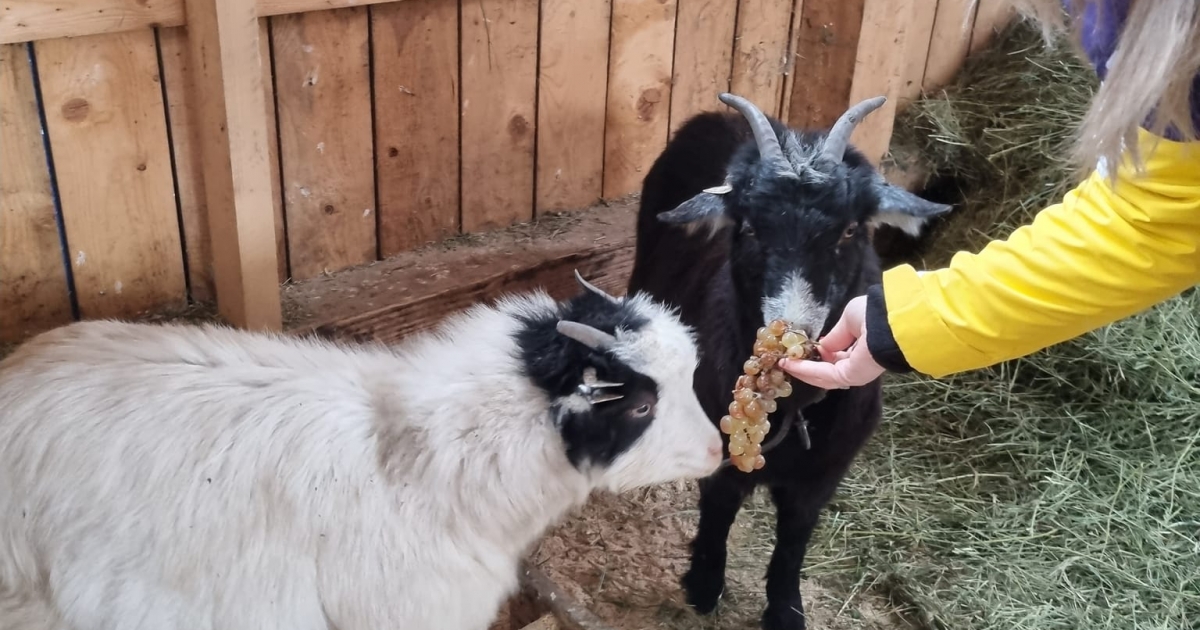 Tágasabb területen várják idén a látogatókat