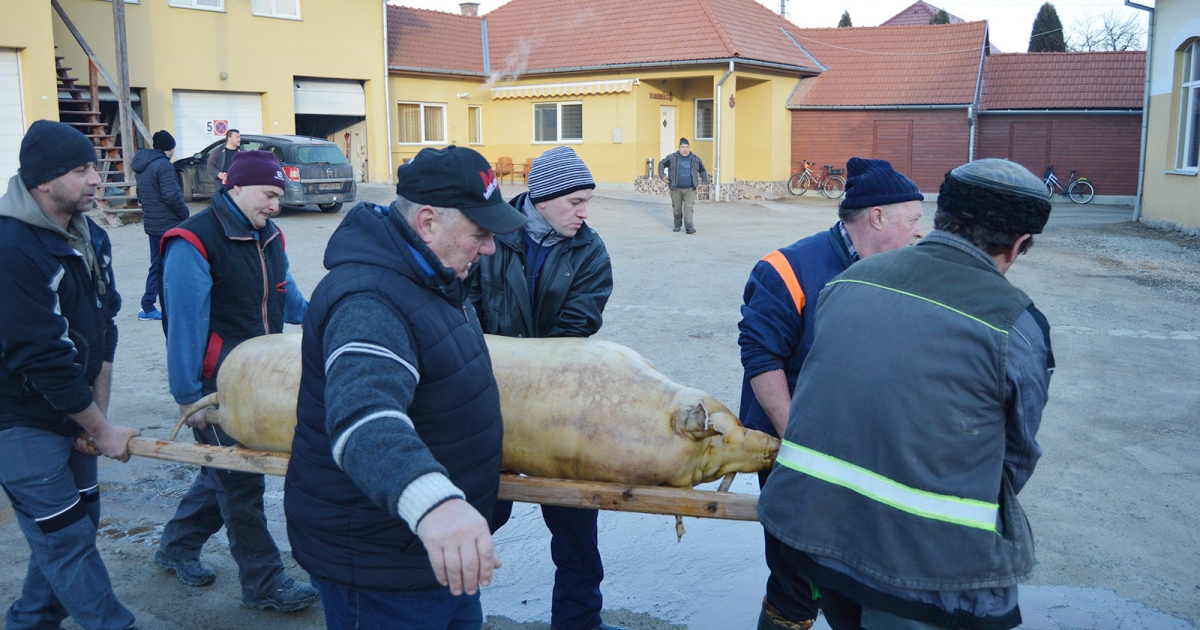 Disznóvágás