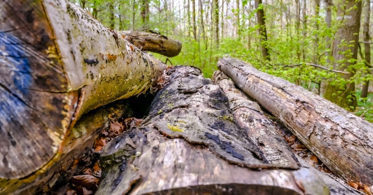 Betiltották az éjszakai faanyagszállítást a kitermelőhelyekről