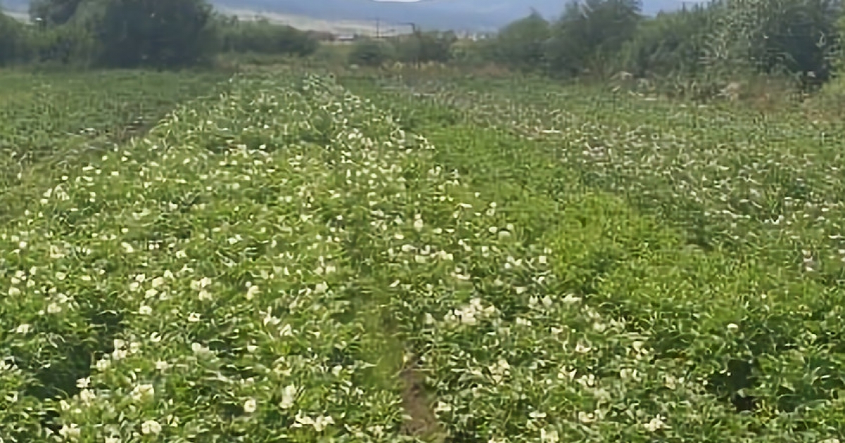 A talajminőségre összpontosítanak