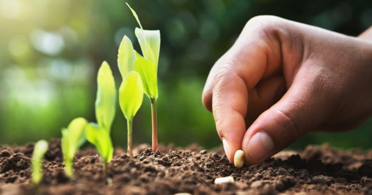 Magbörze Gyergyószentmiklóson