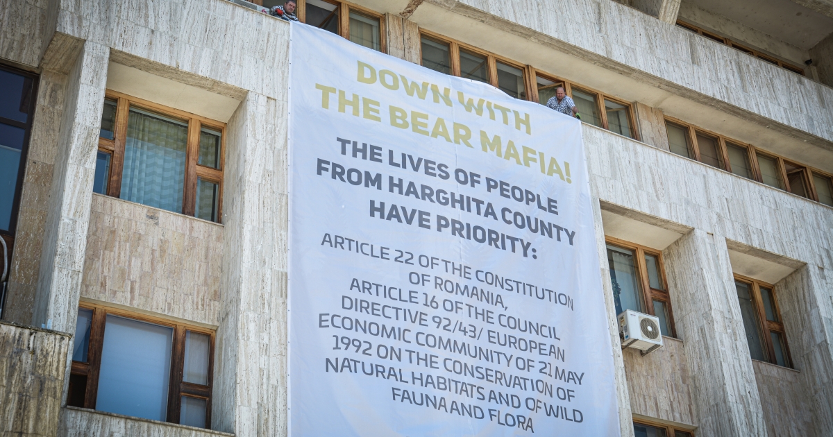 Videó – Leszámolnának a medvemaffiával