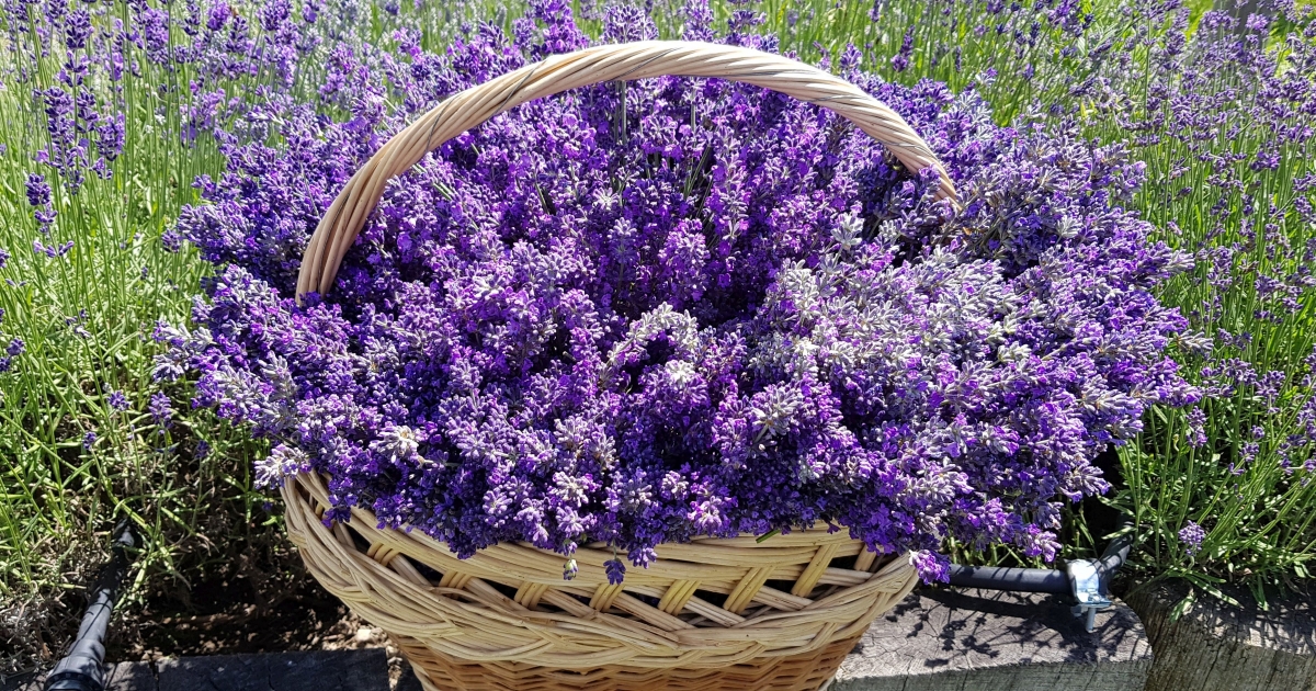 Test- és lélekgyógyító készítmények