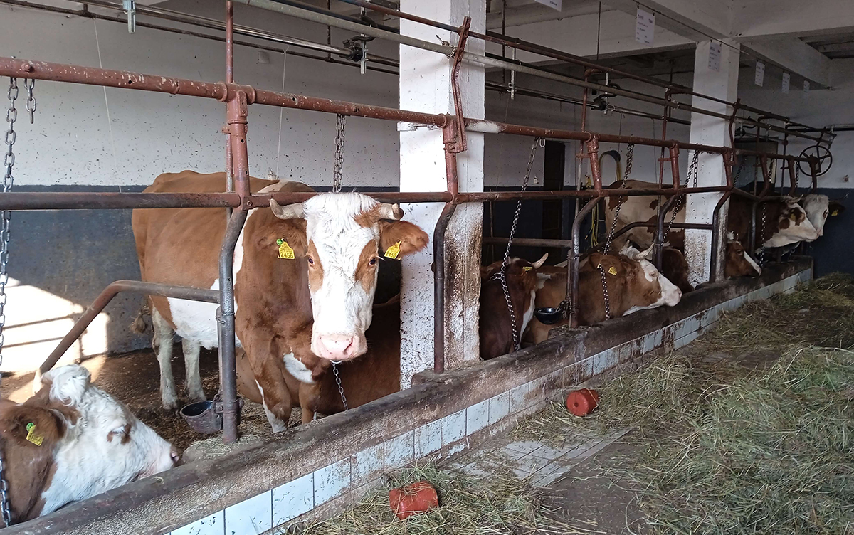 Állami támogatást igényelhetnek az ukrajnai válság által hátráltatott szarvasmarha-tenyésztők