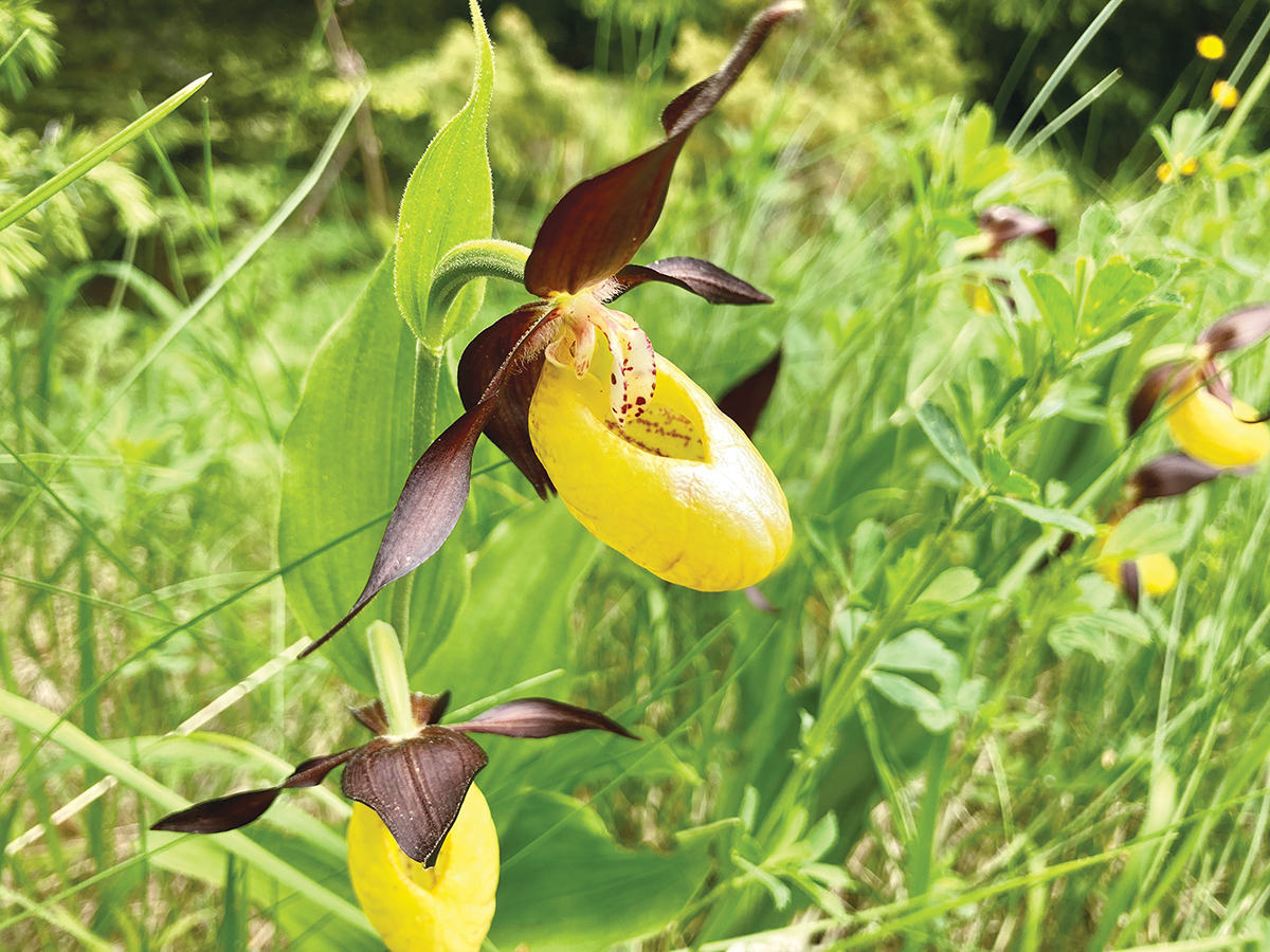 Viráglesen a Csíki-havasokban Viráglesen a Csíki-havasokban