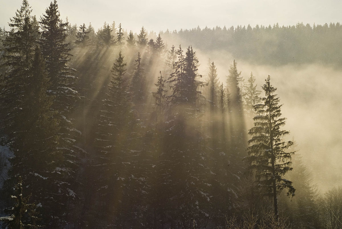 Így léptek fenyvesek a lombhullató erdők helyére
