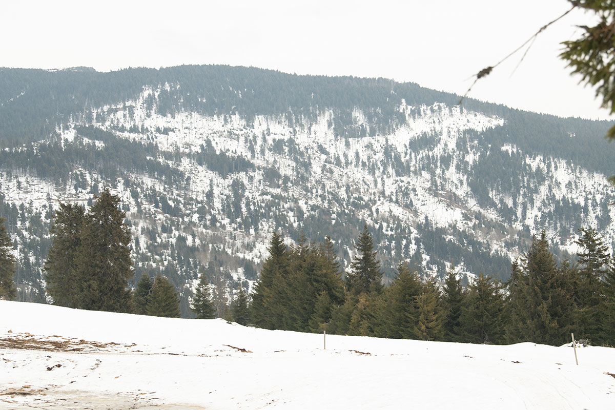 Így léptek fenyvesek a lombhullató erdők helyére