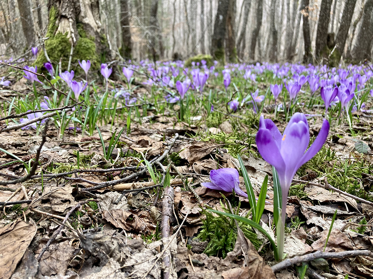 Égerfás tó tőzikékkel, sáfrányokkal