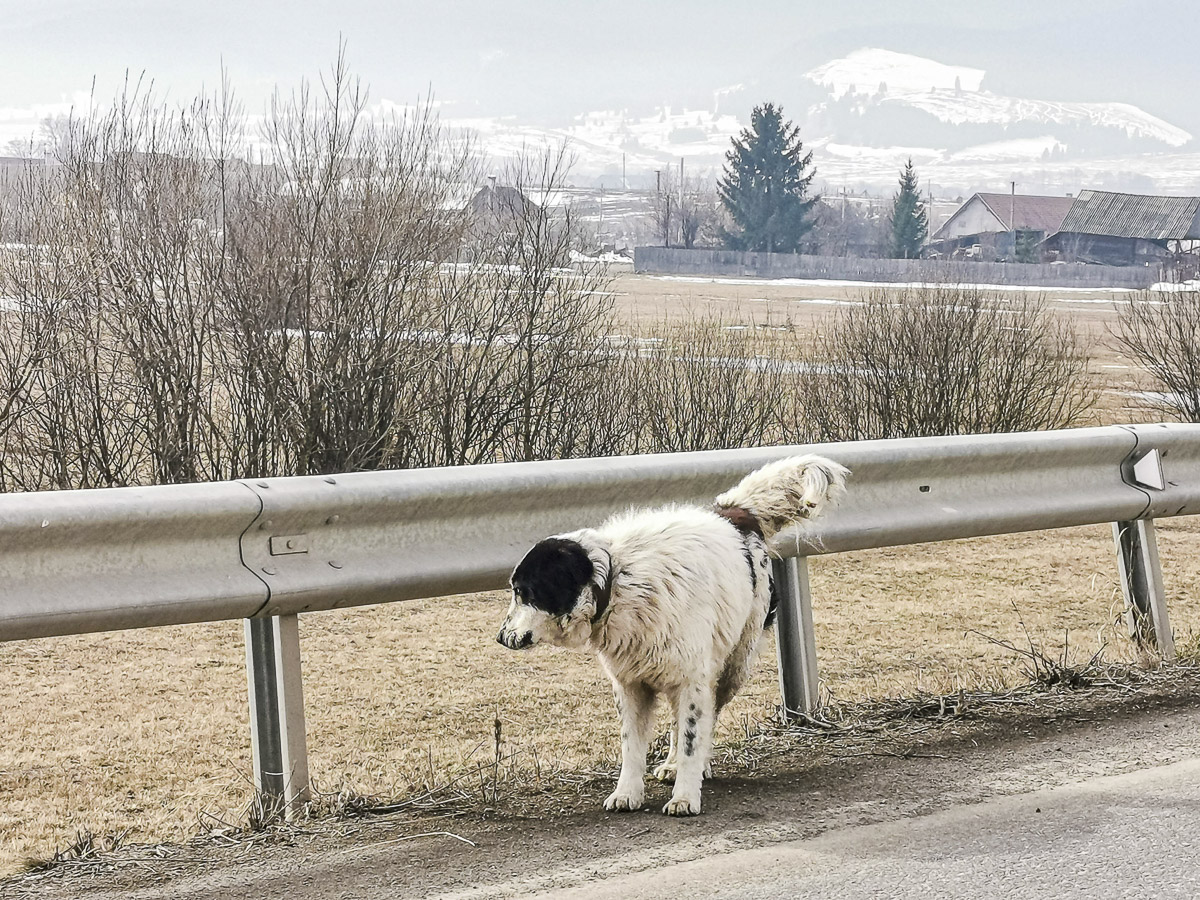A pénz beszél, a kutya… marad
