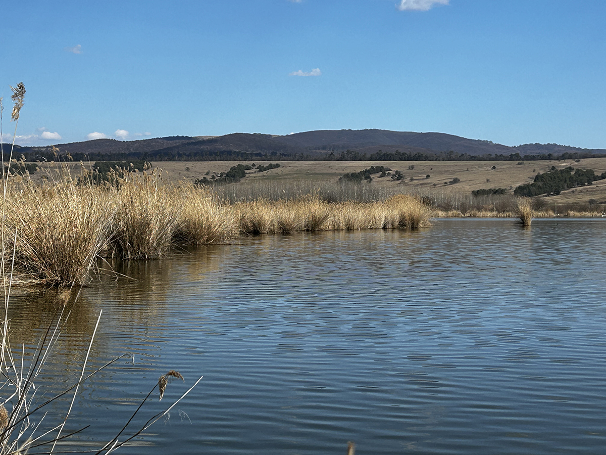 Évszázados madárpihenő, unikum a térségben