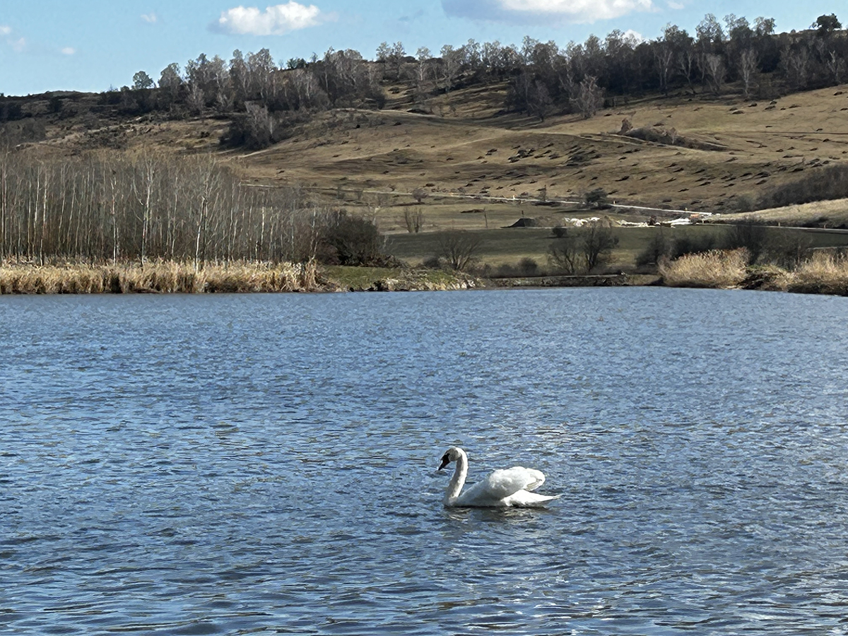 Évszázados madárpihenő, unikum a térségben