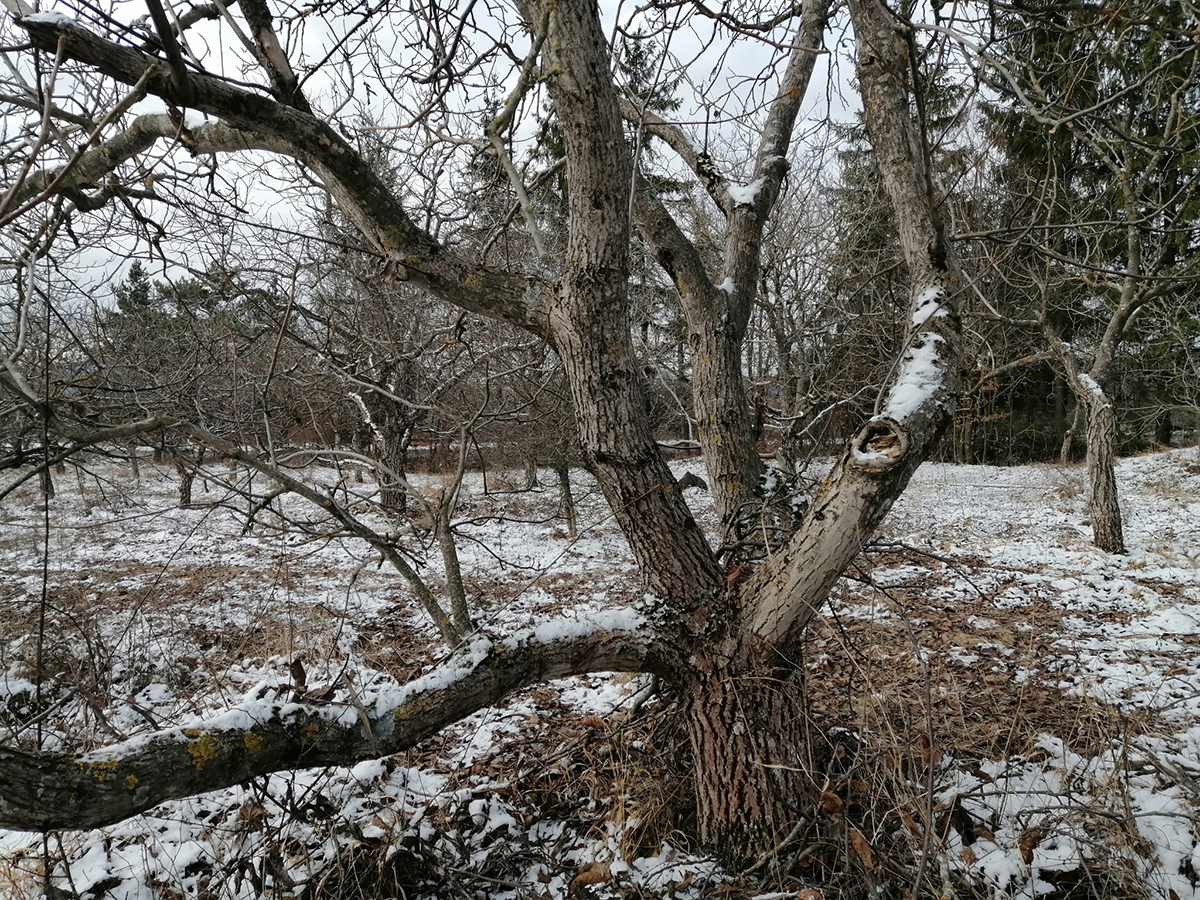 Merre csörög a dió?