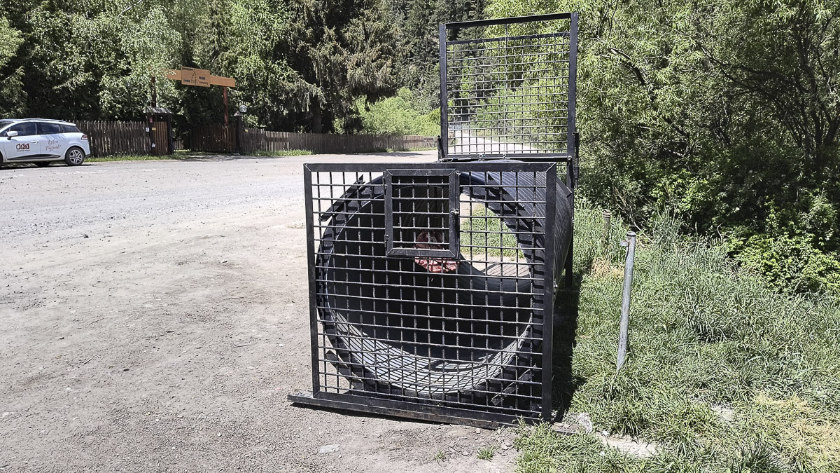 Befognák a négyeshez visszajáró medvét