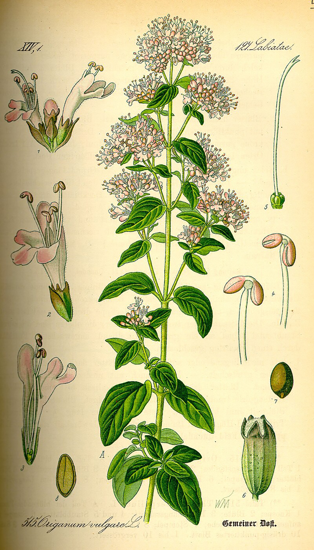 Szurokfű