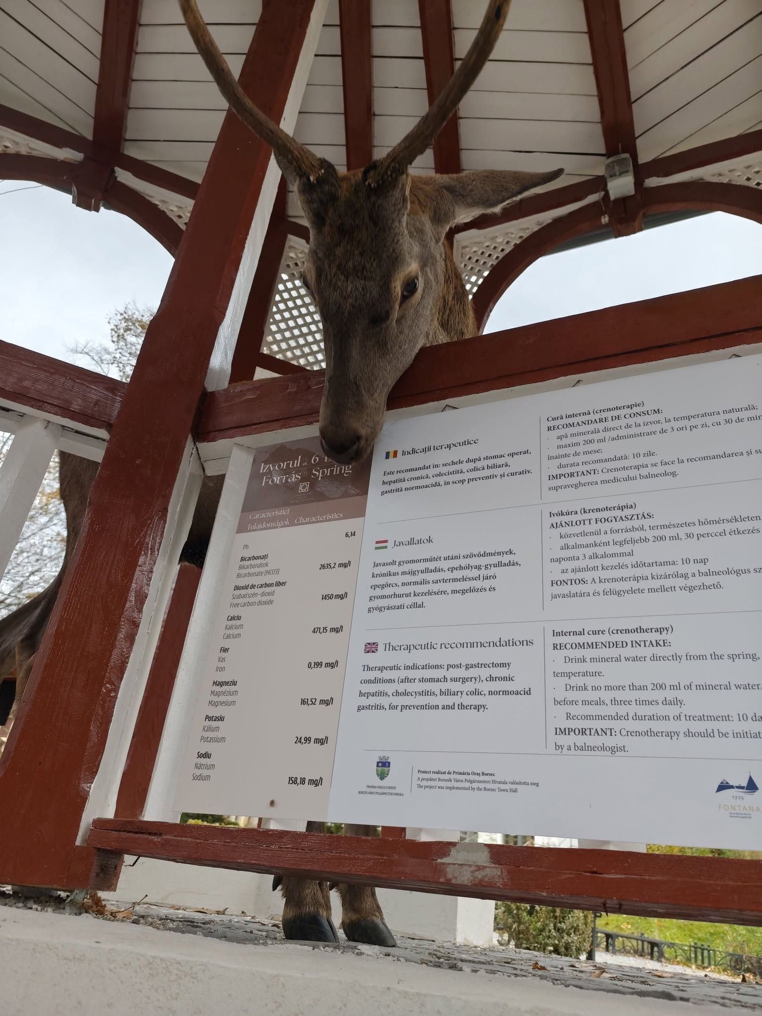 Különleges vendég lett Borszéken egy szarvasbika Különleges vendég lett Borszéken egy szarvasbika