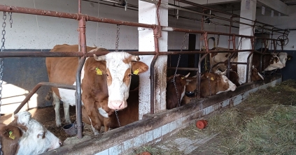 Állami támogatást igényelhetnek az ukrajnai válság által hátráltatott szarvasmarha-tenyésztők