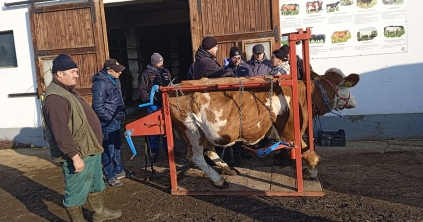 A tehenek körömápolásáról