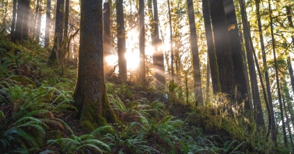 Idéntől az önkormányzatok is támogatást kaphatnak a védett erdők után