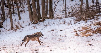Kutyákat ölnek a Székelyudvarhely közelében tanyázó farkasok