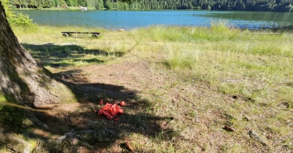 Dinnyét hagytak egy fa alatt, az medvéket vonzott oda, most tilos csomaggal lemenni a Szent Anna-tó partjára