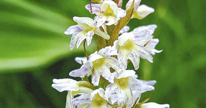 A „székelyföldi” orchidea